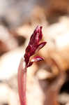 Spring coralroot